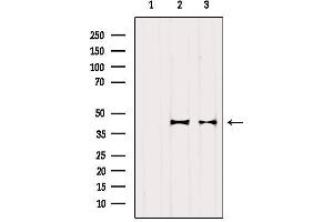 Western blot analysis of extracts from various samples, using OXA1L Antibody. (OXA1L 抗体  (C-Term))