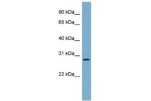 WB Suggested Anti-DNAJB9 Antibody Titration:  0. (DNAJB9 抗体  (N-Term))