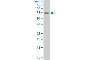 COBRA1 MaxPab rabbit polyclonal antibody. (COBRA1 抗体  (AA 1-475))
