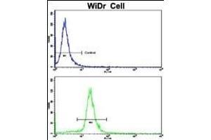Flow cytometric analysis of WiDr cells using AXL Antibody (bottom histogram) compared to a negative control cell (top histogram). (AXL 抗体)
