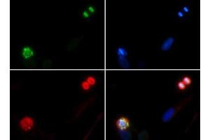Immunofluorescence of Rabbit Anti-Histone H4 [p Ser1] Antibody. (Histone H4 抗体  (pSer1))