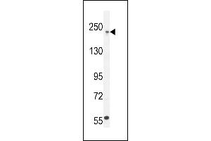 COL5A1 Antibody (N-term) (ABIN654444 and ABIN2844178) western blot analysis in  cell line lysates (35 μg/lane). (COL5A1 抗体  (N-Term))