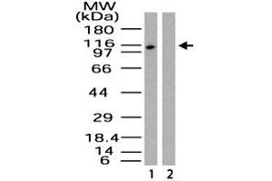 Western blot analysis of Importin-9 in HeLa lysate in the 1) absence and 2) presence of immunizing peptide. (Importin 9 抗体  (AA 950-1000))