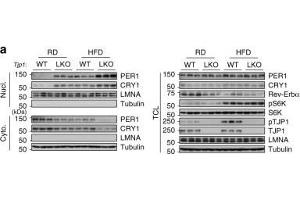 TJP1 deficiency enhances insulin sensitivity. (PER1 抗体  (AA 1-200))