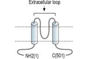 anti-Potassium Inwardly-Rectifying Channel, Subfamily J, Member 3 (KCNJ3) (Extracellular Loop) antibody
