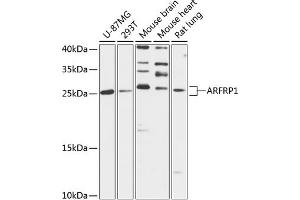 Western blot analysis of extracts of various cell lines, using  antibody  at 1:3000 dilution. (ARFRP1 抗体  (AA 1-201))
