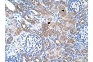 SILV antibody was used for immunohistochemistry at a concentration of 4-8 ug/ml to stain Epithelial cells of renal tubule (arrows) in Human Kidney. (Melanoma gp100 抗体)