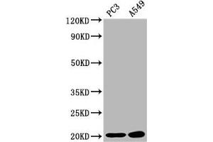 Western Blotting (WB) image for anti-Sorting Nexin 12 (SNX12) (AA 2-172) antibody (ABIN7170348)