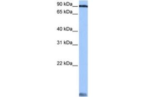 Western Blotting (WB) image for anti-Alanyl tRNA Synthetase (AARS) antibody (ABIN2462111) (AARS 抗体)