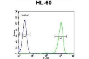 Flow cytometric analysis of HL-60 cells using CD39L3 / ENTPD3 Antibody (C-term) Cat. (ENTPD3 抗体  (C-Term))
