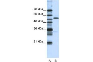 Western Blotting (WB) image for anti-Zinc Finger Protein 655 (ZNF655) antibody (ABIN2461928) (ZNF655 抗体)