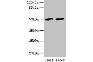 Western blot All lanes: SPZ1 antibody at 4 μg/mL Lane 1: Mouse gonadal tissue Lane 2: NIH/3T3 whole cell lysate Secondary Goat polyclonal to rabbit IgG at 1/10000 dilution Predicted band size: 50 kDa Observed band size: 50 kDa (SPZ1 抗体  (AA 181-430))