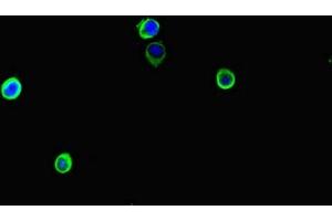 Immunofluorescent analysis of Hela cells using ABIN7169007 at dilution of 1:100 and Alexa Fluor 488-congugated AffiniPure Goat Anti-Rabbit IgG(H+L) (ARAF 抗体  (AA 160-310))