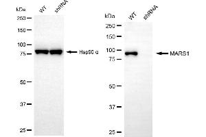 Western blotting analysis using MARS1 antibody (ABIN7799382). (Recombinant Methionine--tRNA Ligase, Cytoplasmic 抗体)