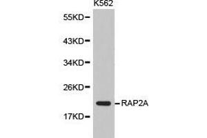 Western Blotting (WB) image for anti-RAP2A, Member of RAS Oncogene Family (RAP2A) antibody (ABIN1874550) (RAP2A 抗体)