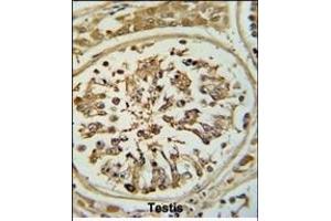 Formalin-fixed and paraffin-embedded human testis tissue reacted with OPLAH Antibody (N-term), which was peroxidase-conjugated to the secondary antibody, followed by DAB staining. (OPLAH 抗体  (N-Term))