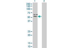 Western Blotting (WB) image for anti-Mitogen-Activated Protein Kinase Kinase 7 (MAP2K7) (AA 1-99) antibody (ABIN562438)