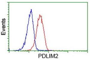 Image no. 6 for anti-PDZ and LIM Domain 2 (PDLIM2) antibody (ABIN1500125) (PDLIM2 抗体)