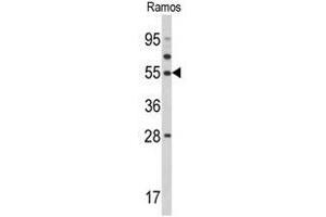 Western blot analysis of TUFM Antibody (N-term) in Ramos cell line lysates (35ug/lane). (TUFM 抗体  (N-Term))