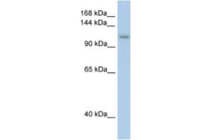 Western Blotting (WB) image for anti-PRP6 Pre-mRNA Processing Factor 6 Homolog (PRPF6) antibody (ABIN2462244) (PRP6/ANT-1 抗体)