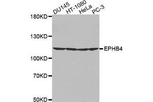 Western blot analysis of extracts of various cell lines, using EPHB4 antibody. (EPH Receptor B4 抗体  (AA 300-540))