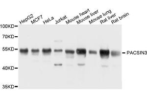 Western blot analysis of extract of various cells, using PACSIN3 antibody.