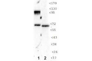 Image no. 1 for anti-Hypoxia Inducible Factor 1, alpha Subunit (Basic Helix-Loop-Helix Transcription Factor) (HIF1A) (AA 432-528) antibody (ABIN363216) (HIF1A 抗体  (AA 432-528))
