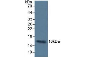 Mouse Capture antibody from the kit in WB with Positive Control: Sample Human Urine. (CST3 ELISA 试剂盒)