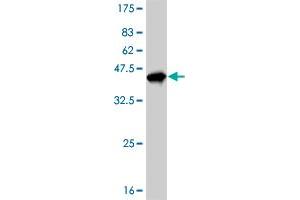 Western Blot detection against Immunogen (35. (MECP2 抗体  (AA 81-170))