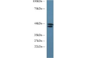 Detection of IDO in Human 293T cell lysate using Monoclonal Antibody to Indoleamine-2,3-Dioxygenase (IDO) (IDO 抗体  (AA 2-403))