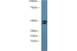 Detection of IDO in Human 293T cell lysate using Monoclonal Antibody to Indoleamine-2,3-Dioxygenase (IDO)
