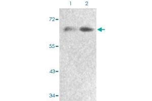 Western blot analysis of Lane 1: 293 cells, Lane 2: serum treated 293 cells with FOXO4 (phospho S197) polyclonal antibody  at 1:500-1:1000 dilution. (FOXO4 抗体  (pSer197))