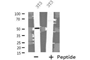 Western blot analysis of extracts from 3T3 cells, using FBLN5 antibody. (Fibulin 5 抗体  (C-Term))