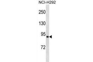 Western Blotting (WB) image for anti-Acyl-CoA Synthetase Long-Chain Family Member 1 (Acsl1) antibody (ABIN3001409) (ACSL1 抗体)