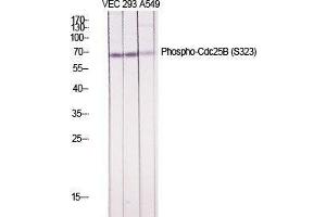 Western Blot (WB) analysis of specific cells using Phospho-Cdc25B (S323) Polyclonal Antibody. (CDC25B 抗体  (pSer323))