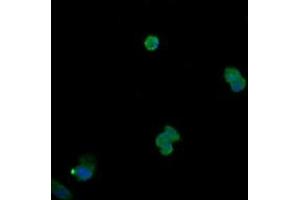 Image no. 2 for anti-Mitogen-Activated Protein Kinase 13 (MAPK13) antibody (ABIN1499957) (MAPK13 抗体)