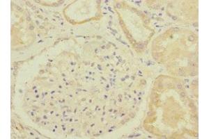 Immunohistochemistry of paraffin-embedded human kidney tissue using ABIN7154322 at dilution of 1:100 (GBF1 抗体  (AA 1-85))
