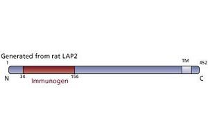 Image no. 3 for anti-Thymopoietin (TMPO) (AA 34-156) antibody (ABIN968307) (Thymopoietin 抗体  (AA 34-156))