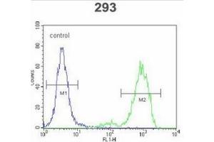 Flow cytometric analysis of 293 cells using SPDYE5 Antibody (N-term) Cat. (SPDYE5 抗体  (N-Term))