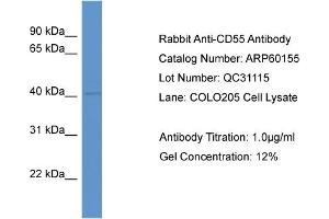 Western Blotting (WB) image for anti-Complement Decay-Accelerating Factor (CD55) (Middle Region) antibody (ABIN786092) (CD55 抗体  (Middle Region))