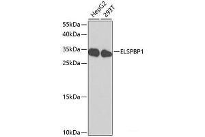 Western blot analysis of extracts of various cell lines using ELSPBP1 Polyclonal Antibody at dilution of 1:1000. (ELSPBP1 抗体)