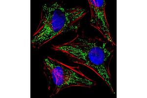 Fluorescent image of Hela cells stained with TUFM Antibody (N-term) (ABIN6242306 and ABIN6577421). (TUFM 抗体  (N-Term))