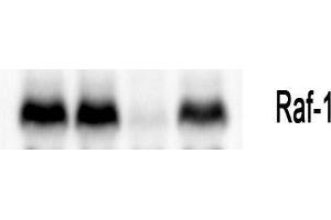 Western Blot (WB) analysis: Please contact us for more details. (RAF1 抗体  (Thr58))
