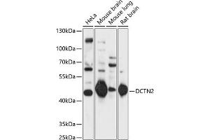 Western blot analysis of extracts of various cell lines, using DCTN2 antibody  at 1:1000 dilution. (Dynamitin 抗体  (AA 280-401))