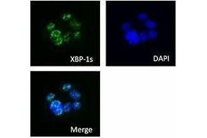 Immunofluorescence (IF) image for anti-XBP-1s antibody (ABIN2665459) (XBP-1s 抗体)