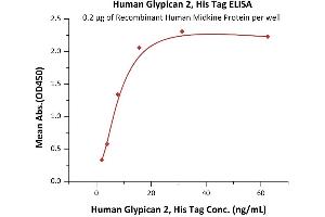Immobilized Recombinant Human Midkine Protein at 2 μg/mL (100 μL/well) can bind Human Glypican 2, His Tag (ABIN6973078) with a linear range of 2-16 ng/mL (QC tested).