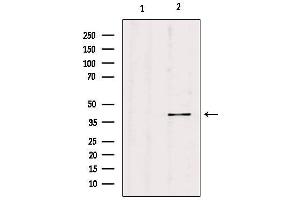 Western blot analysis of extracts from hybridoma cells, using PGC Antibody. (PGC 抗体  (Internal Region))