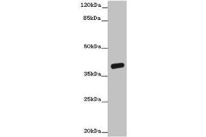 Western blot All lanes: OGFOD2 antibody at 3 μg/mL + Mouse liver tissue Secondary Goat polyclonal to rabbit IgG at 1/10000 dilution Predicted band size: 39, 33, 15, 21 kDa Observed band size: 39 kDa (OGFOD2 抗体  (AA 1-186))