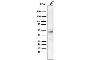 Western Blot Analysis of PC3 cell lysate usingODC1 Mouse Monoclonal Antibody (ODC1/486). (ODC1 抗体)