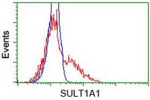 Image no. 2 for anti-Sulfotransferase Family, Cytosolic, 1A, Phenol-Preferring, Member 1 (SULT1A1) antibody (ABIN1501227) (SULT1A1 抗体)